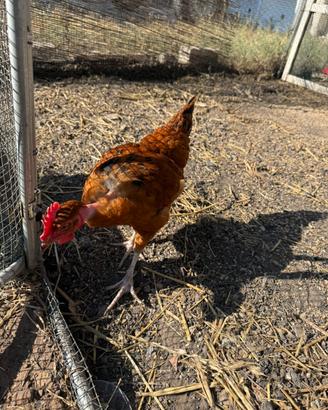 1 Gallo Moroseta , 2 galline o Galli di 4-5 mesi