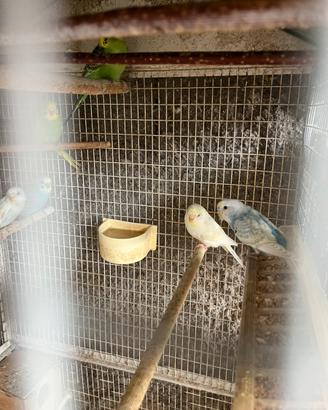 Coppia pappagalli cocorita