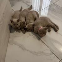Cuccioli British