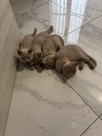Cuccioli British
