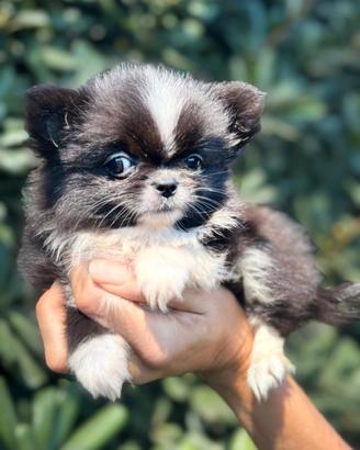 Chihuahua Femm PL