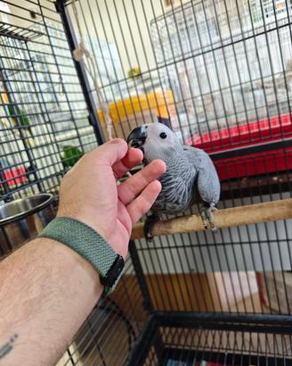 Cenerino coda rossa 2 mesi allevato a mano