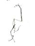 tubi-a-c-smart-forfour-453-a4538304400-benzina-100