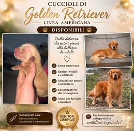 Golden Retriver Americano
