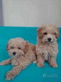 Maltipoo crema