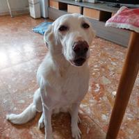 Cane meticcio femmina