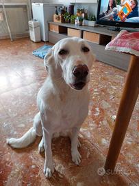 Cane meticcio femmina