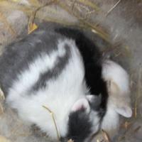 Cuccioli testa di leone