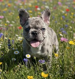 Bulldog francese