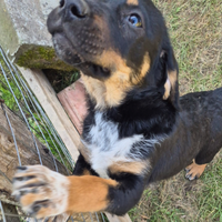 Cucciolotte meticce
