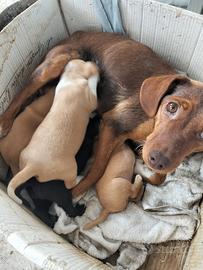 Splendidi Cuccioli