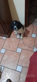 Cucciolo bradon