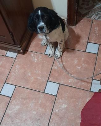 Cucciolo bradon