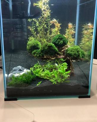 Acquario cubo