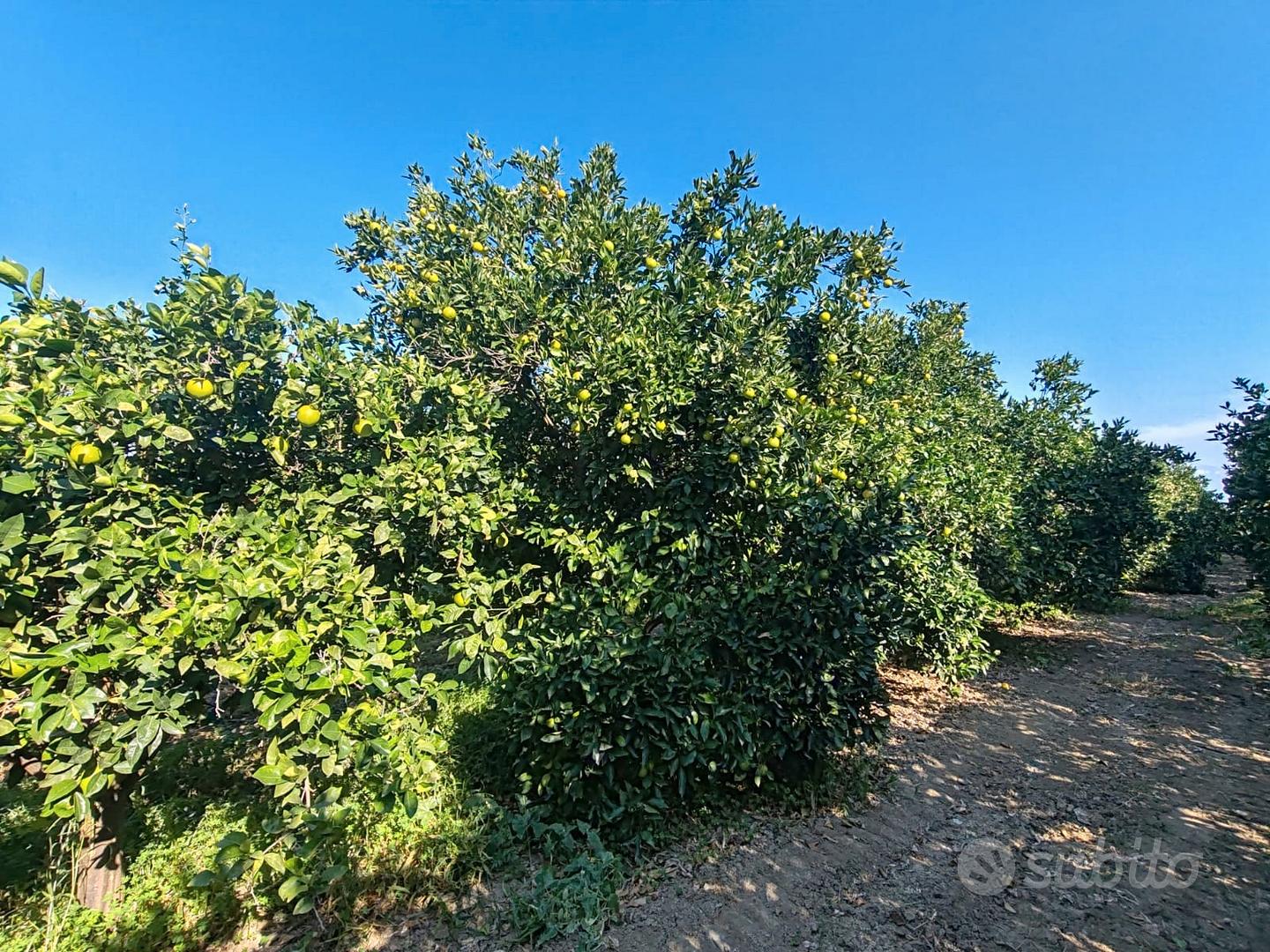 Azienda agricola a Ramacca - Vista 3