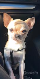 Chihuahua maschio per monta, no vendita