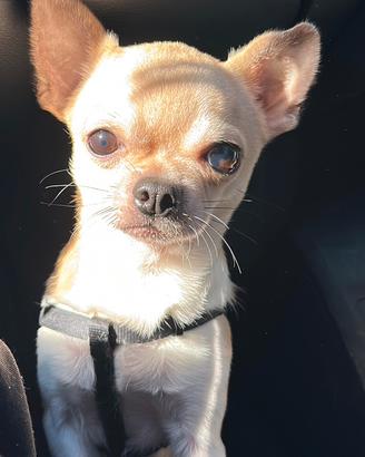 Chihuahua maschio per monta, no vendita