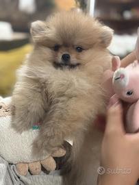 Spitz di pomerania