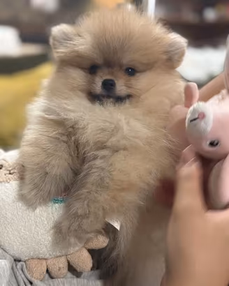 Spitz di pomerania