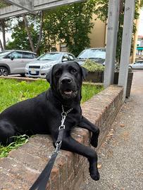 Cane labrador maschio per monta