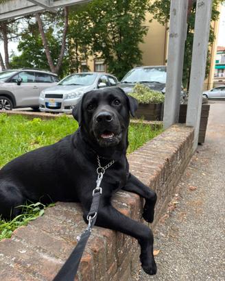 Cane labrador maschio per monta