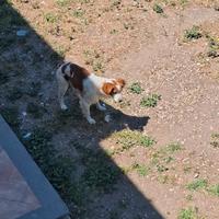 Cane Braton da caccia