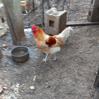 Gallo