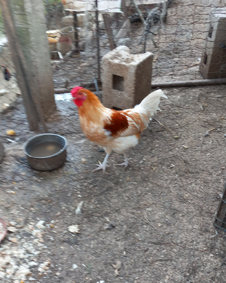 Gallo