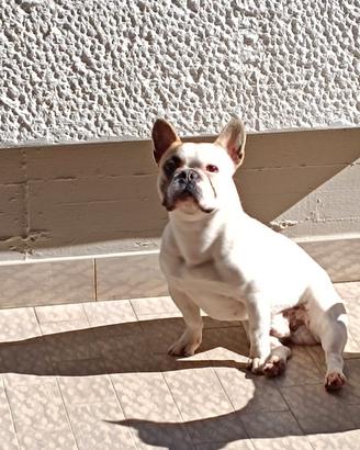Bulldog francese da monta
