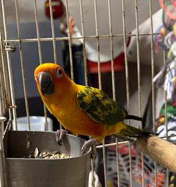 Pappagallo conuro del sole