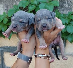 Pitbull