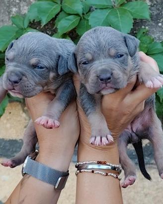 Pitbull