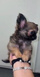Cucciolo chihuahua