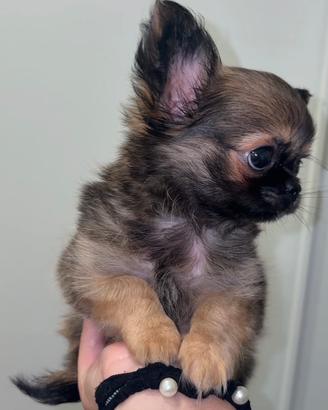 Cucciolo chihuahua