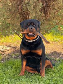 Cuccioli di rott weiler