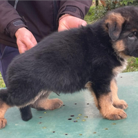 Cucciolo pastore tedesco