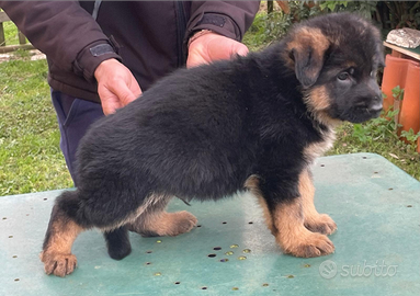 Cucciolo pastore tedesco