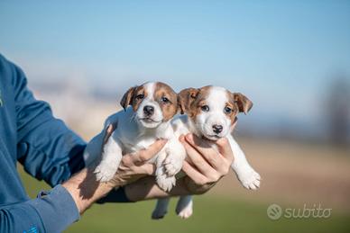 Jack russell cuccioli