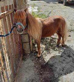 Mini pony