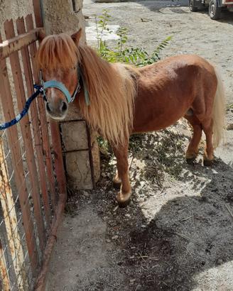 Mini pony