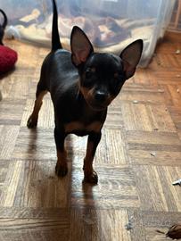 Pinscher Toy