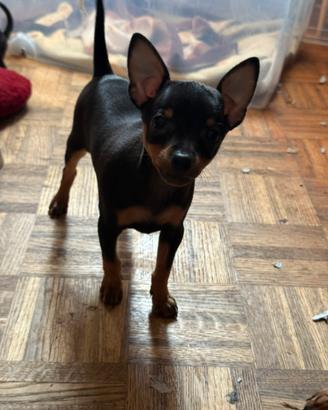 Pinscher Toy