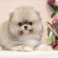 Cucciolo di spitz
