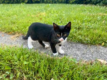 Gattina bianca e nera