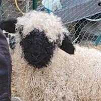 Pecora naso nero del vallese con pedegree