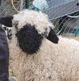 Pecora naso nero del vallese con pedegree