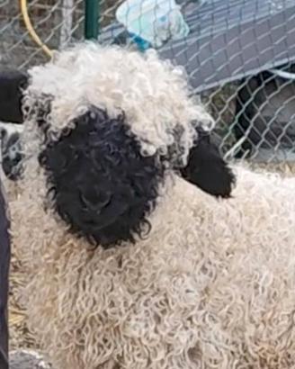 Pecora naso nero del vallese con pedegree