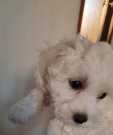 Maltese