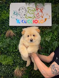 Cucciolata di chow chow maschi femmine