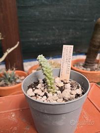 Anacampseros baeseckei (2° esempl.)
